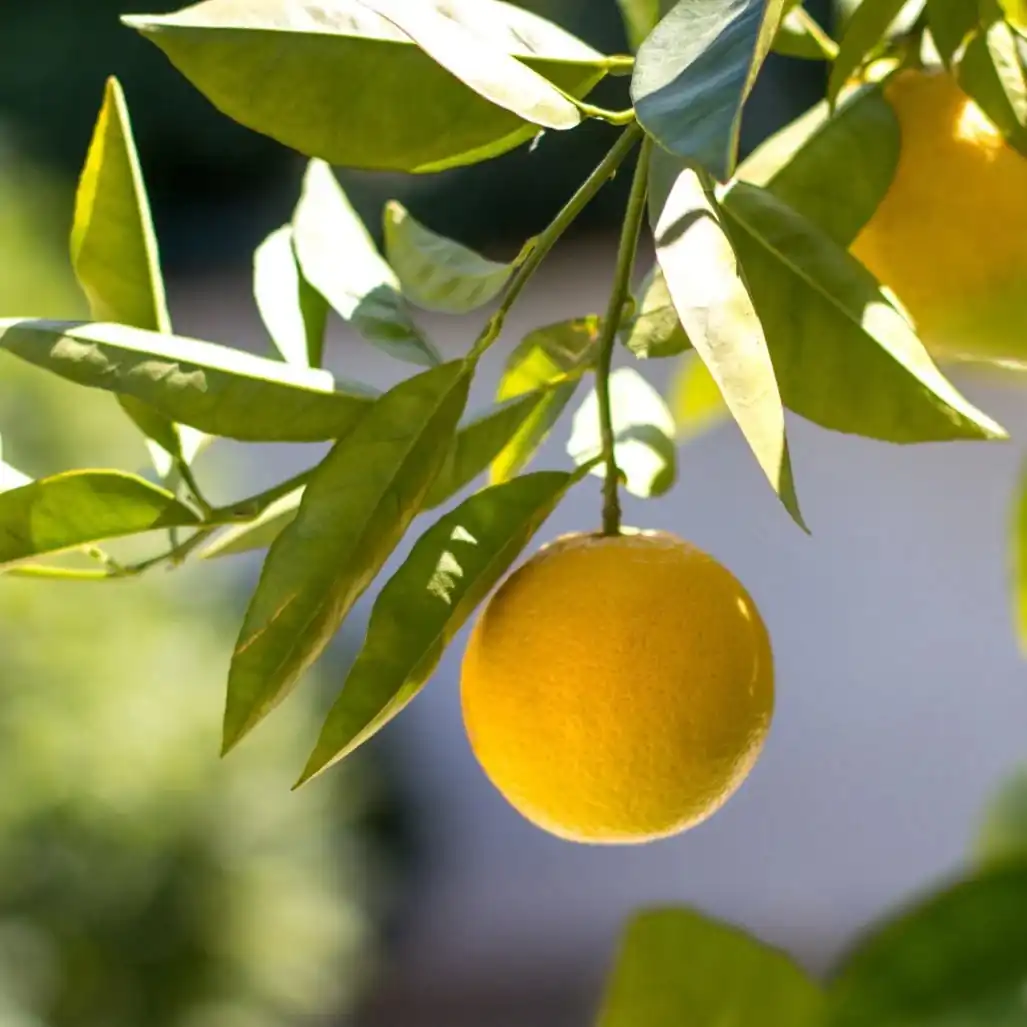 Lemon Kagdi Plant